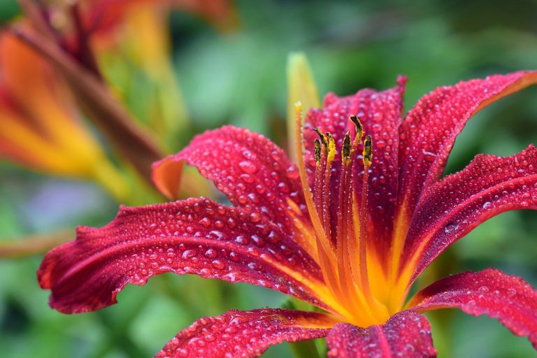 Cookridge Garden Club News